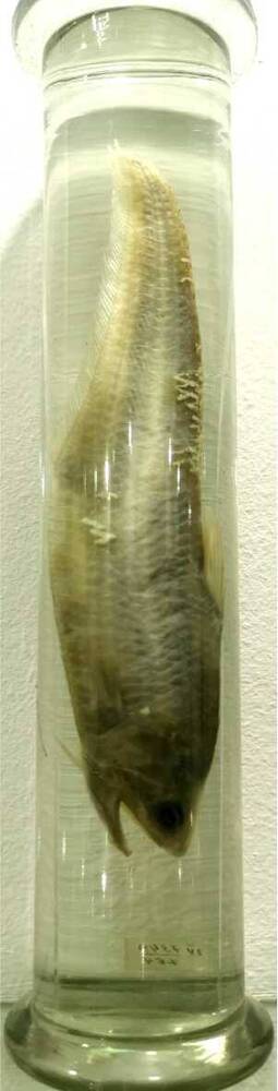 Рыба. (Coilia grayii)