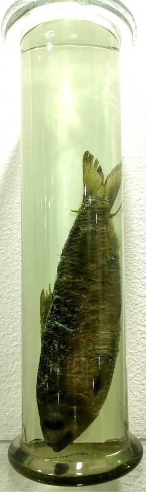 Рыба. Селедочка-зунасси, Саппа (Sardinella zunasi)
