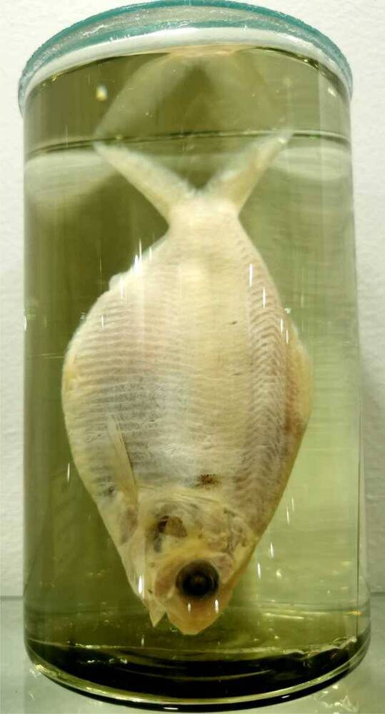 Рыба. Чакунда (Anodontostoma chacunda)