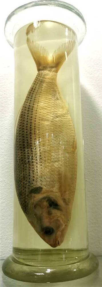 Рыба. Императорская сельдь, Пятнистая тупорылка (Konosirus punctatus)