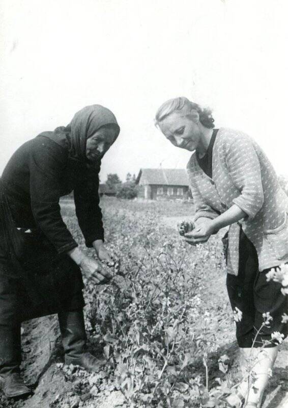 Фотография черно-белая. Бригадир овощевод Григорьева с агрономом на огороде. Колхоз Октябренок