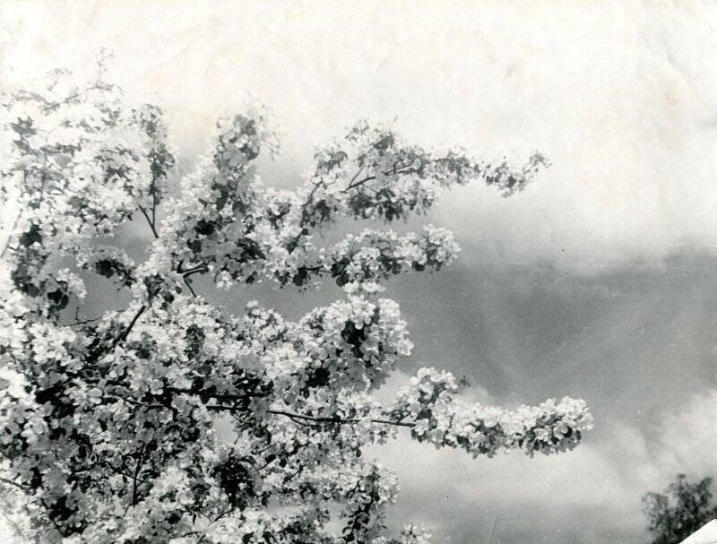 Фотография черно-белая. Цветет яблоня. Совхоз Комсомолец