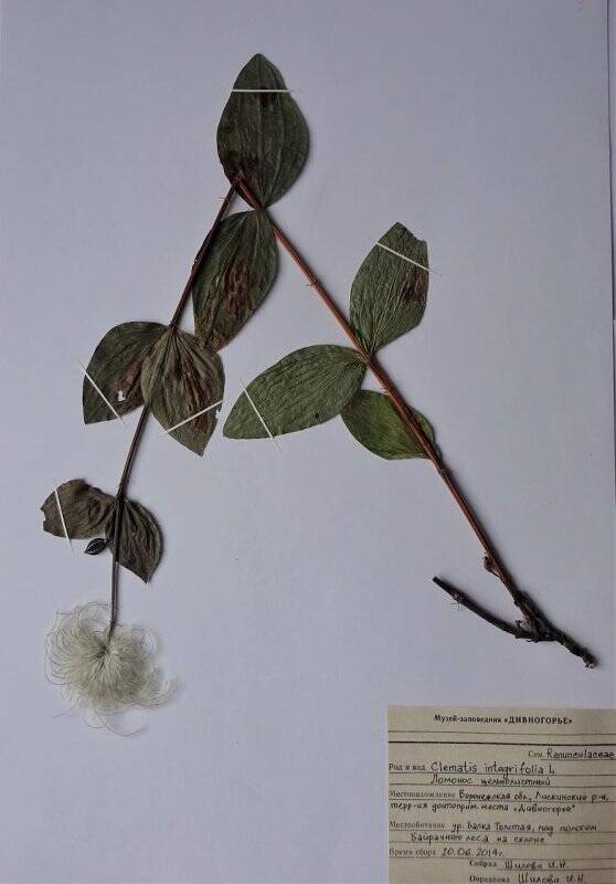 Гербарный образец. Ломонос цельнолистный. Clematis integrifolia L.