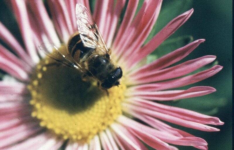 Слайд. Пчела на цветке.