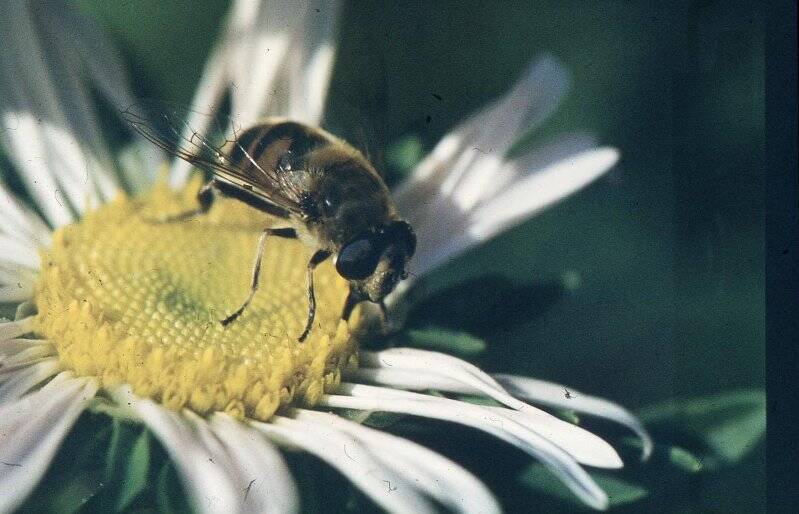 Слайд. Пчела на цветке.