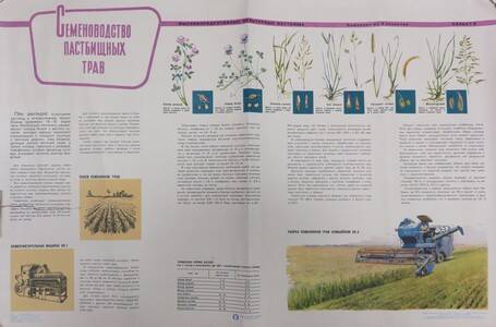 Плакат. Семеноводство пастбищных трав.