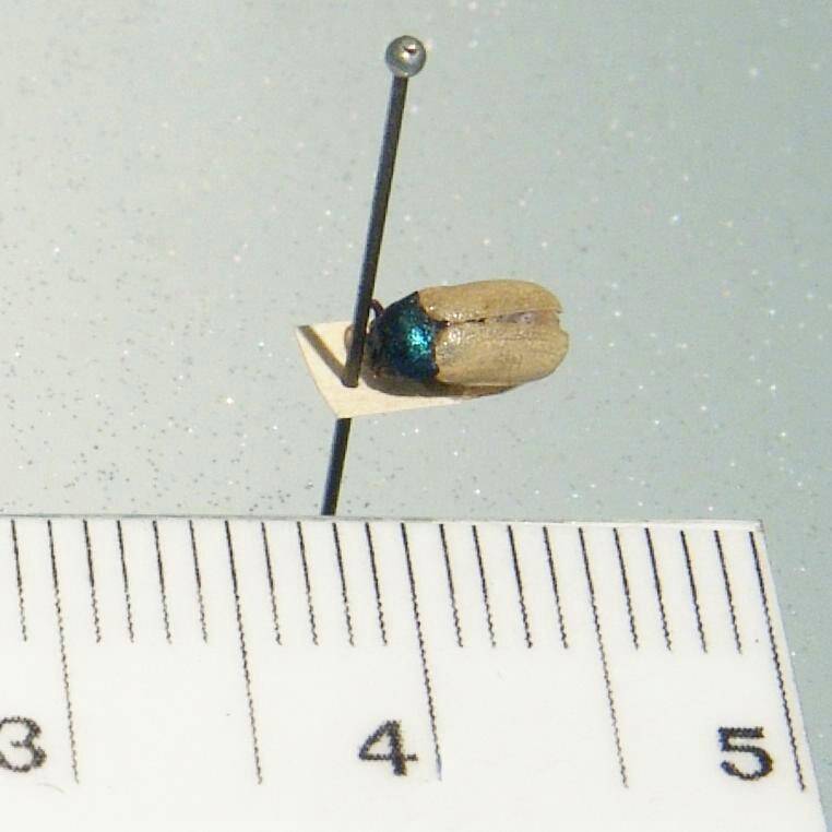 Насекомое. Крупночелюстник синеусый. Labidostomis cyanicornis