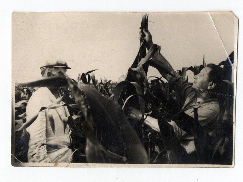 Фото видовое. Директор с/х Большевик И.Н.Иванов (справа) на кукурузном поле. Слева - мужчина в светлом пиджаке и кепке.
