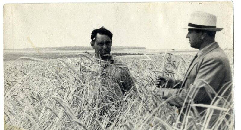 Фото групповое. И.Н.Иванов осматривает урожай зерновых.