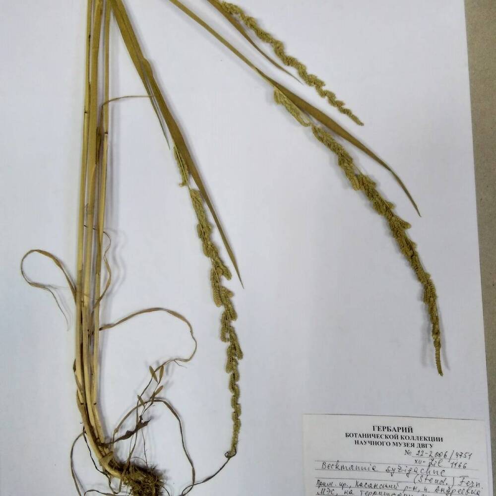 гербарий Бекманния восточная (Beckmannia syxigachne)
