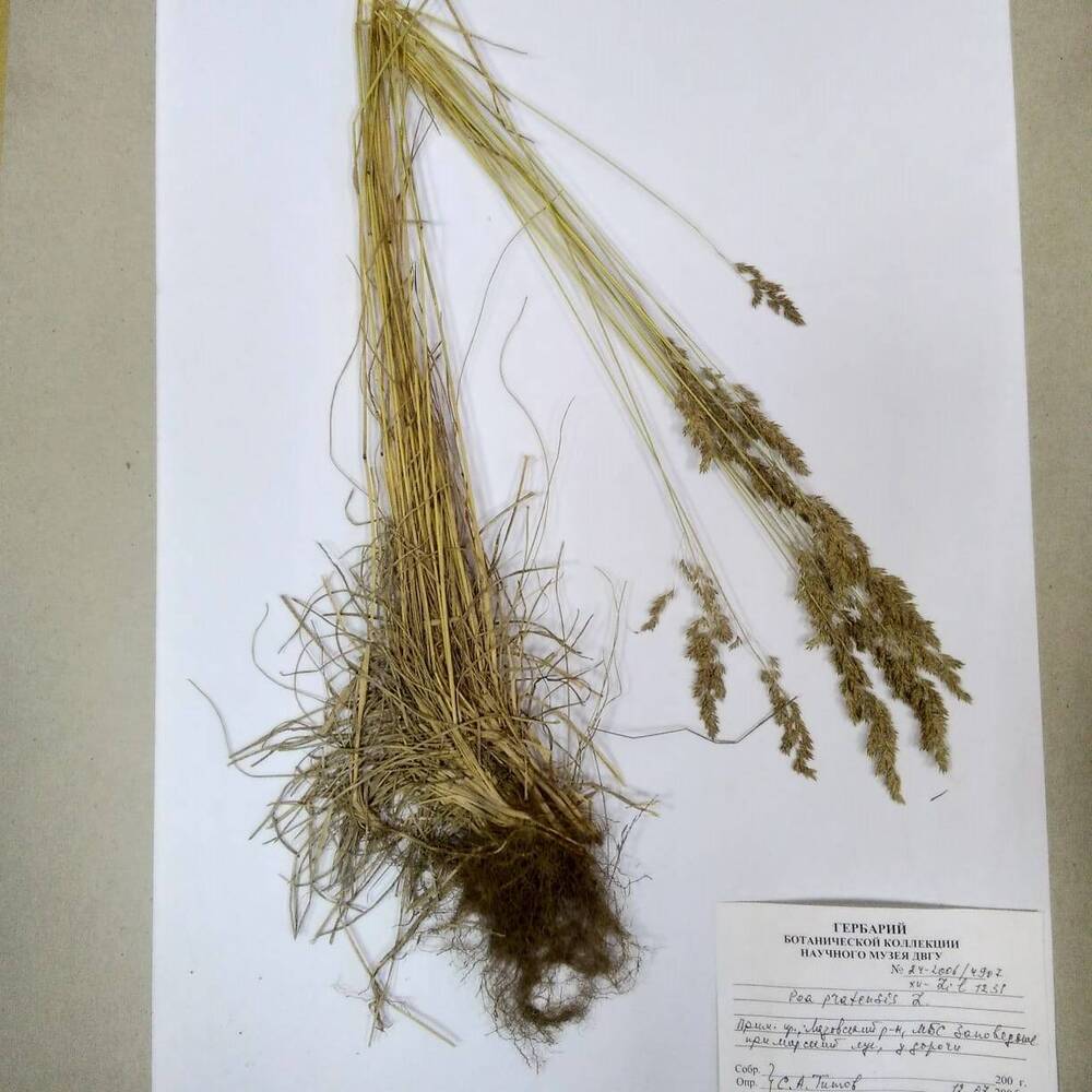 гербарий Мятлик луговой (Poa pratensis)