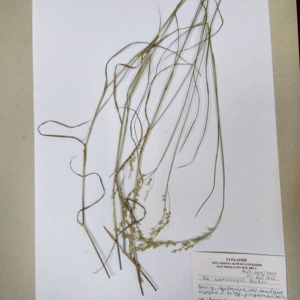гербарий Мятлик уссурийский (Poa ussuriensis)
