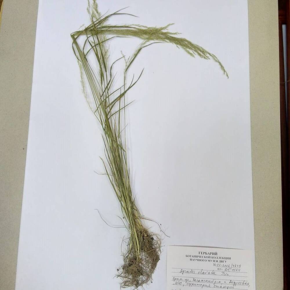 гербарий Полевица булавовидная (Agrostis clavata)