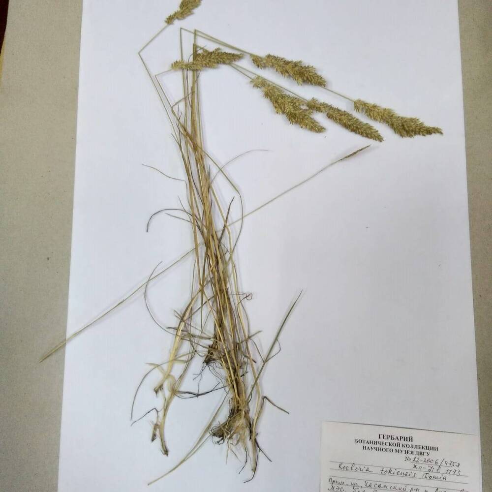 гербарий Тонконог токийский (Koeleria tokiensis)