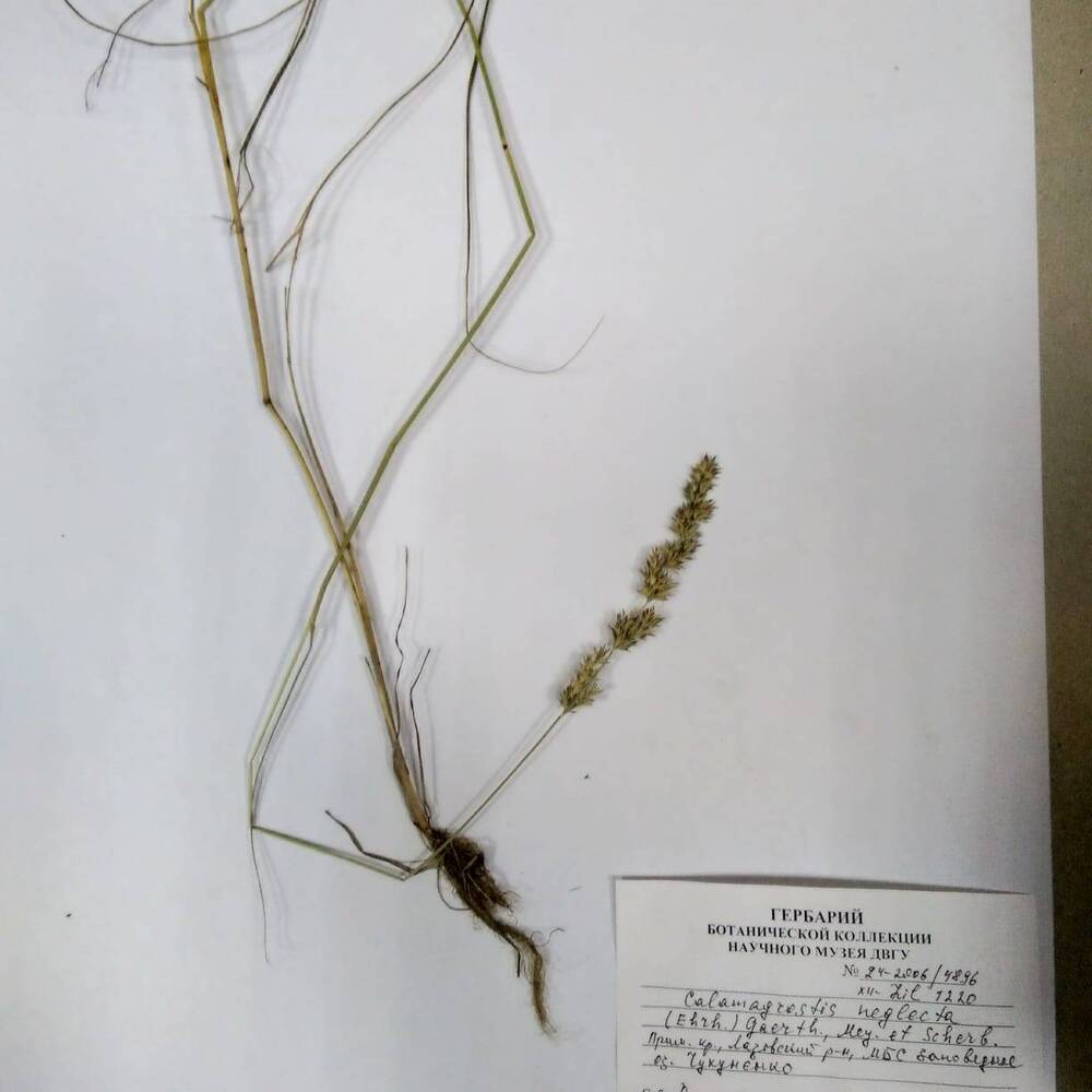 гербарий Вейник незамечаемый (Calamagrostis neglecta)