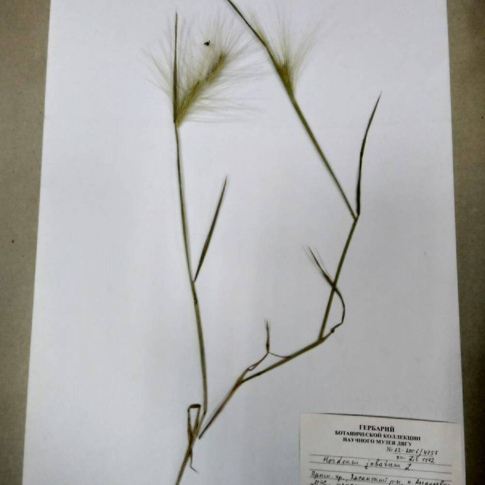 гербарий Ячмень гривастый (Hordeum jubatum)