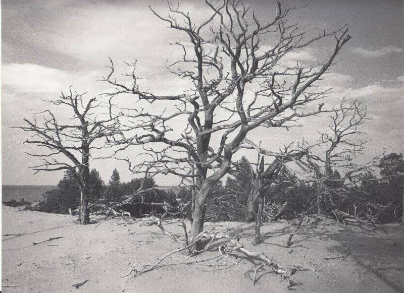 Фотография. Песчаные бури разрушают кору деревьев, приводя их к гибели.