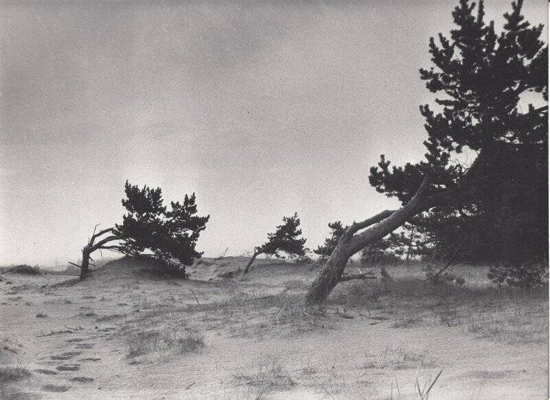 Фотография. Сильный ветер задает направление роста деревьев. Онежский полуостров, д. Лопшеньга.
