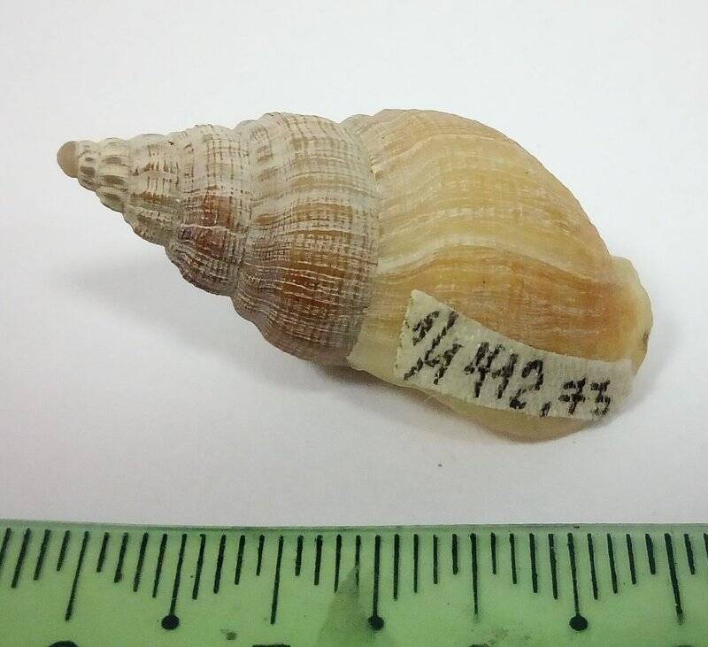 Раковина морского моллюска. Букцинум гидрофанум, из комплекта раковин  морских моллюсков. Buccinum hydrophanum Hancock, 1846