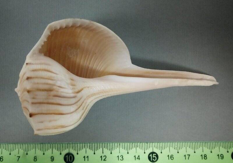 Раковина морского моллюска. Бусикон реповидный. Busycon coartatum, Sowerby, 1825