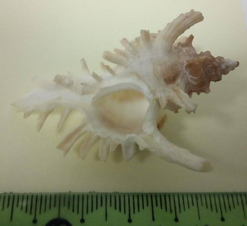 Раковина морского моллюска. Мурекс сахарский. Hexaplex (Trunculariopsis) saharicus saharicus Locard, 1897