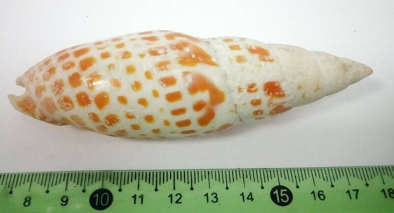 Раковина морского моллюска. Оранжево-пятнистая песчаная улитка. Mitra mitra, L., 1758.