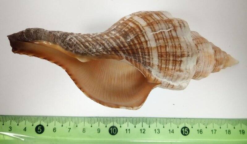 Раковина морского моллюска. Плевроплока фламентоза. Pleuroploca filamentosa, Roding, 1798