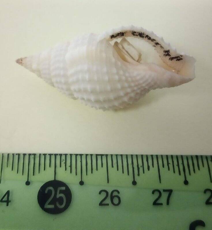 Раковина морского моллюска. Циматиум субдистортум. Cymatium (Turritriton) subdistortum Lamarck, 1822