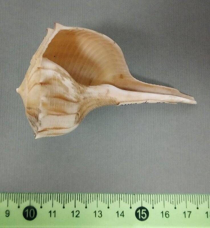 Раковина морского моллюска. Буссикон молниеносный. Busycon contrarium, Conrad, 1840.
