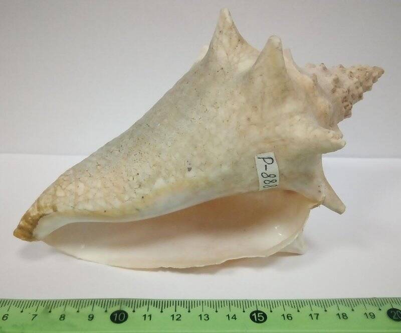 Раковина морского моллюска. Королевский стромбус. Strombus gigas, L., 1758.