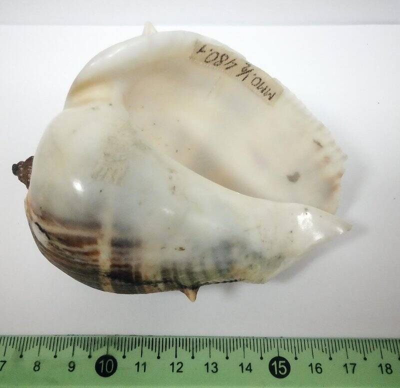Раковина морского моллюска. Мелонгена. Melongena melongena, L., 1758.