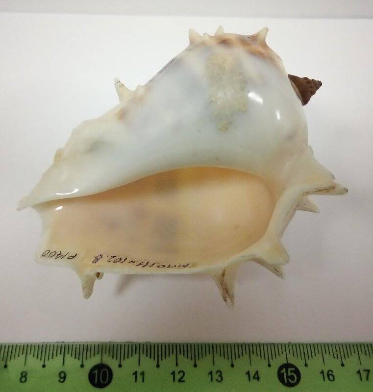 Раковина морского моллюска, мелонгена тихоокеанская. Melongena patula, Broderip & Sowerby, 1829
