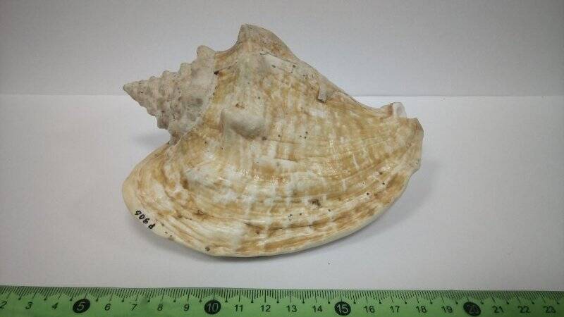 Раковина морского моллюска. Pleuroploca filamentosa, Roding, 1798