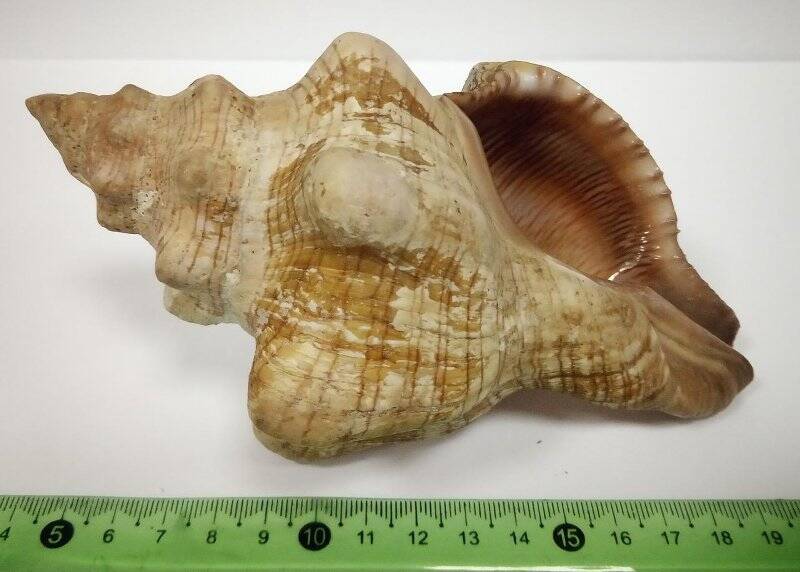 Раковина морского моллюска. Pleuroploca trapezium, L., 1758