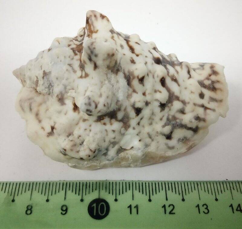 Раковина морского моллюска. Стромбус конопатый. Lentigo lentiginosus  Linnaeus,  1758