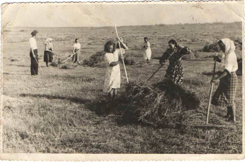 Фотография. Колхозники на сенокосе