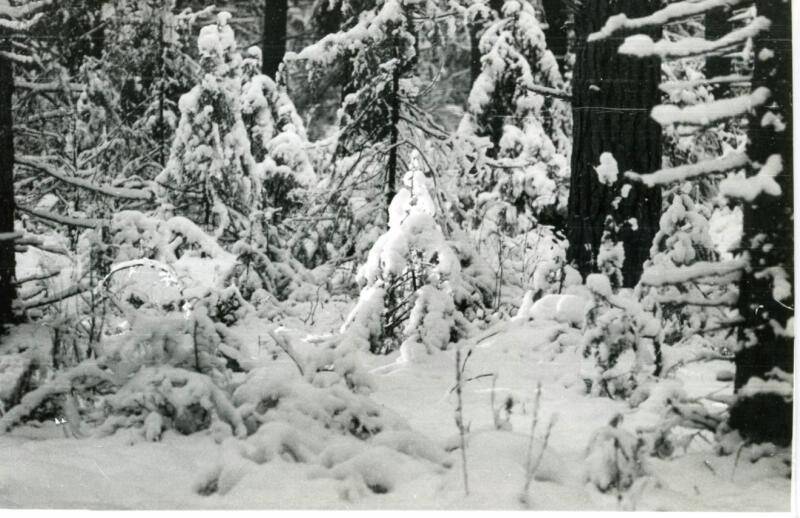 Фотография. Зимний лес, окресности Карагая