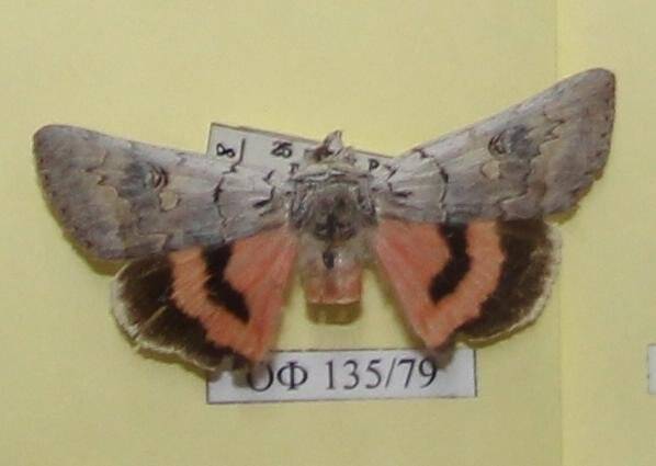 Коллекция насекомых Тюменской области. Ленточница розовая