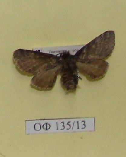 Коллекция насекомых Тюменской области. Шелкопряд волнистый,тёмно-серый