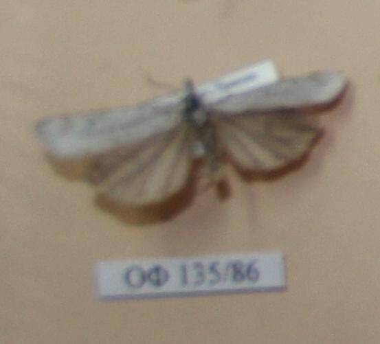 Коллекция насекомых Тюменской области. Совка плевальная бело-полосатая