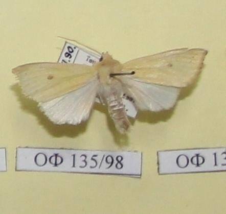 Коллекция насекомых Тюменской области. Совка жёлтая, самец