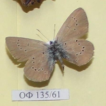 Коллекция насекомых Тюменской области. Голубянка  Икар, обратная сторона