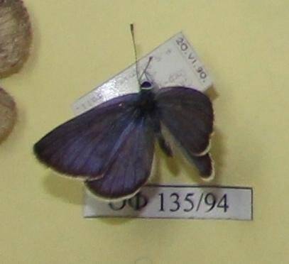 Коллекция насекомых Тюменской области. Голубянка бобовая, самец