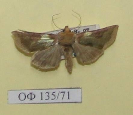 Коллекция насекомых Тюменской области. Металловидка золотая