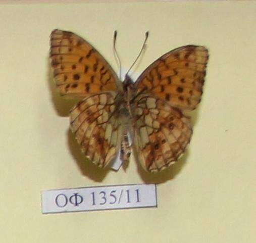 Коллекция насекомых Тюменской области. Перламутровка Адиппа, обратная сторона