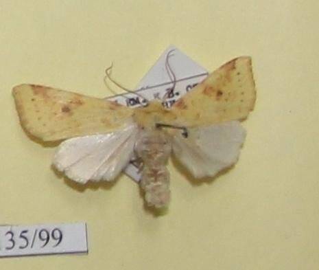 Коллекция насекомых Тюменской области. Совка жёлтая, самка