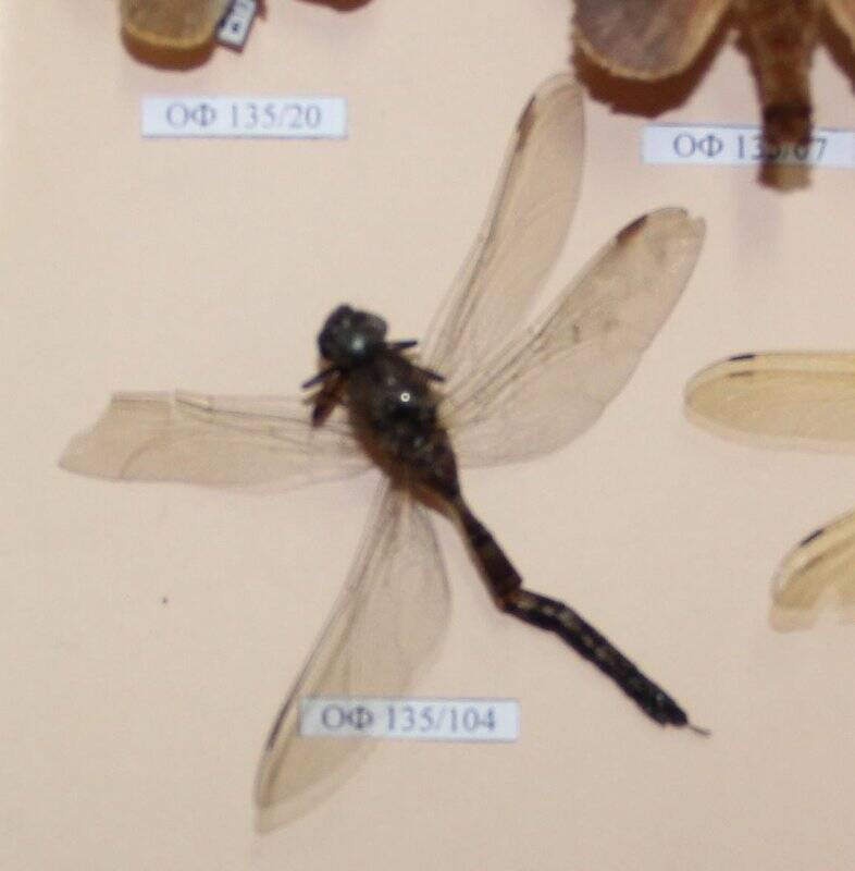 Коллекция насекомых Тюменской области. Стрекоза Красотка блестящая, самец