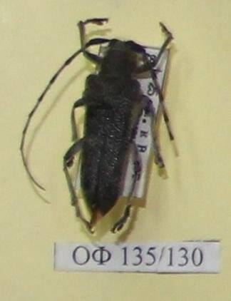Коллекция насекомых Тюменской области. Усач малый черный еловый, самец