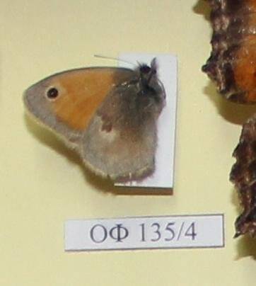 Коллекция насекомых Тюменской области. Воловий глаз, обратная сторона