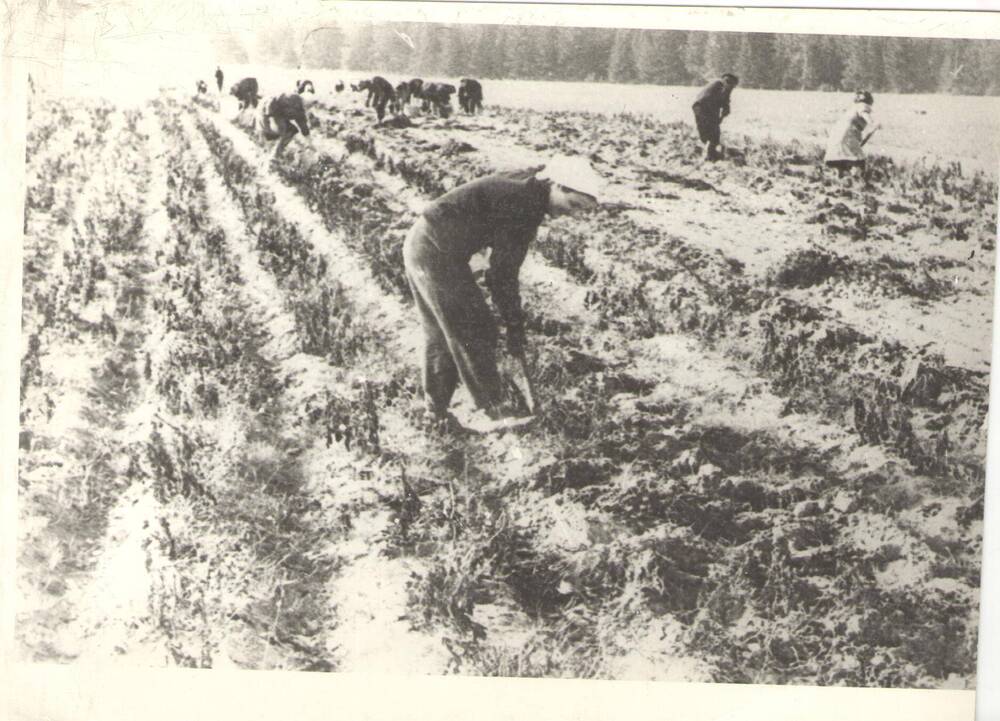 Фото. Сотрудники ВНИИБа на сельхоз. работах. 1960-е годы.